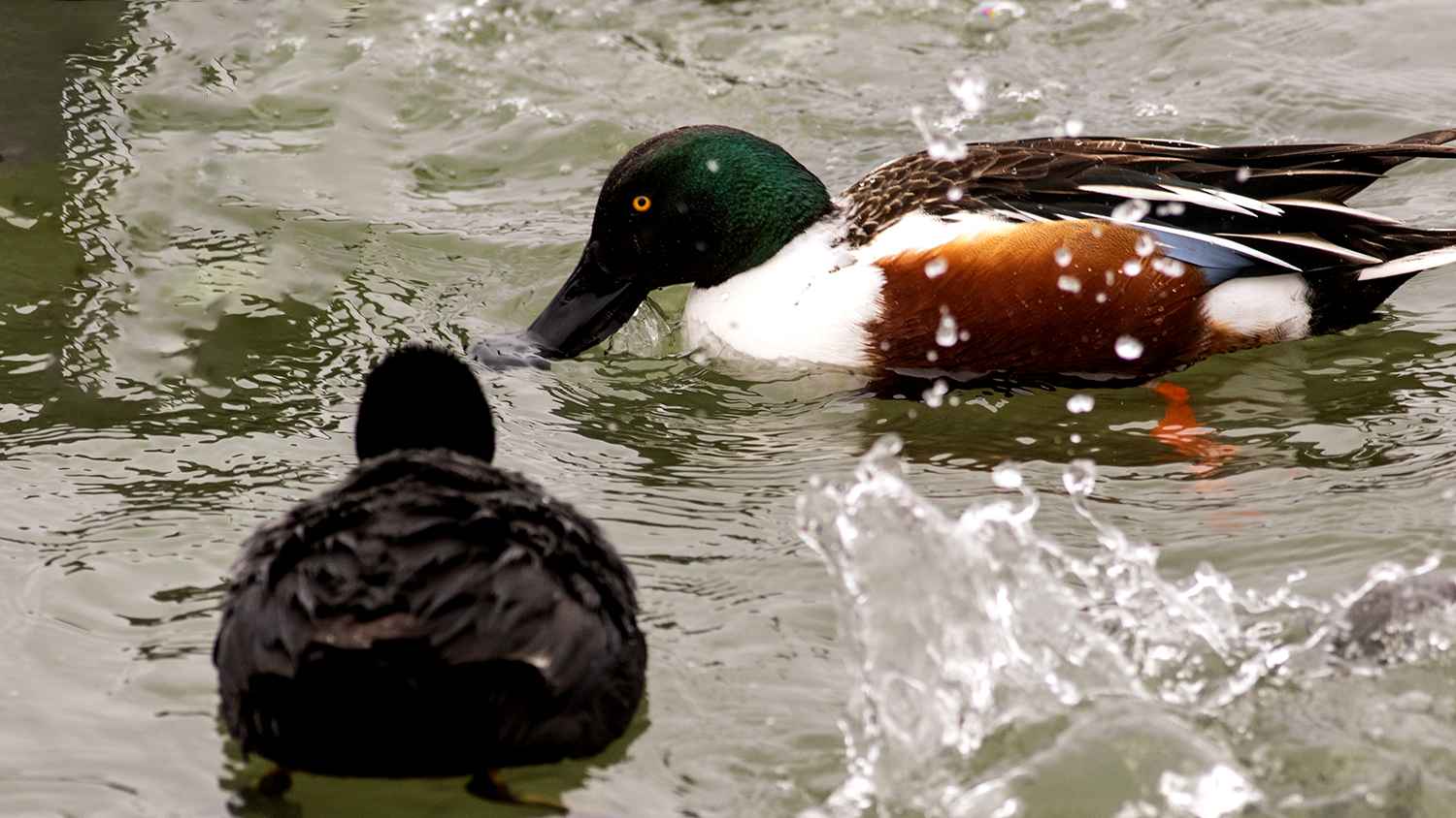 Northern Shoveler